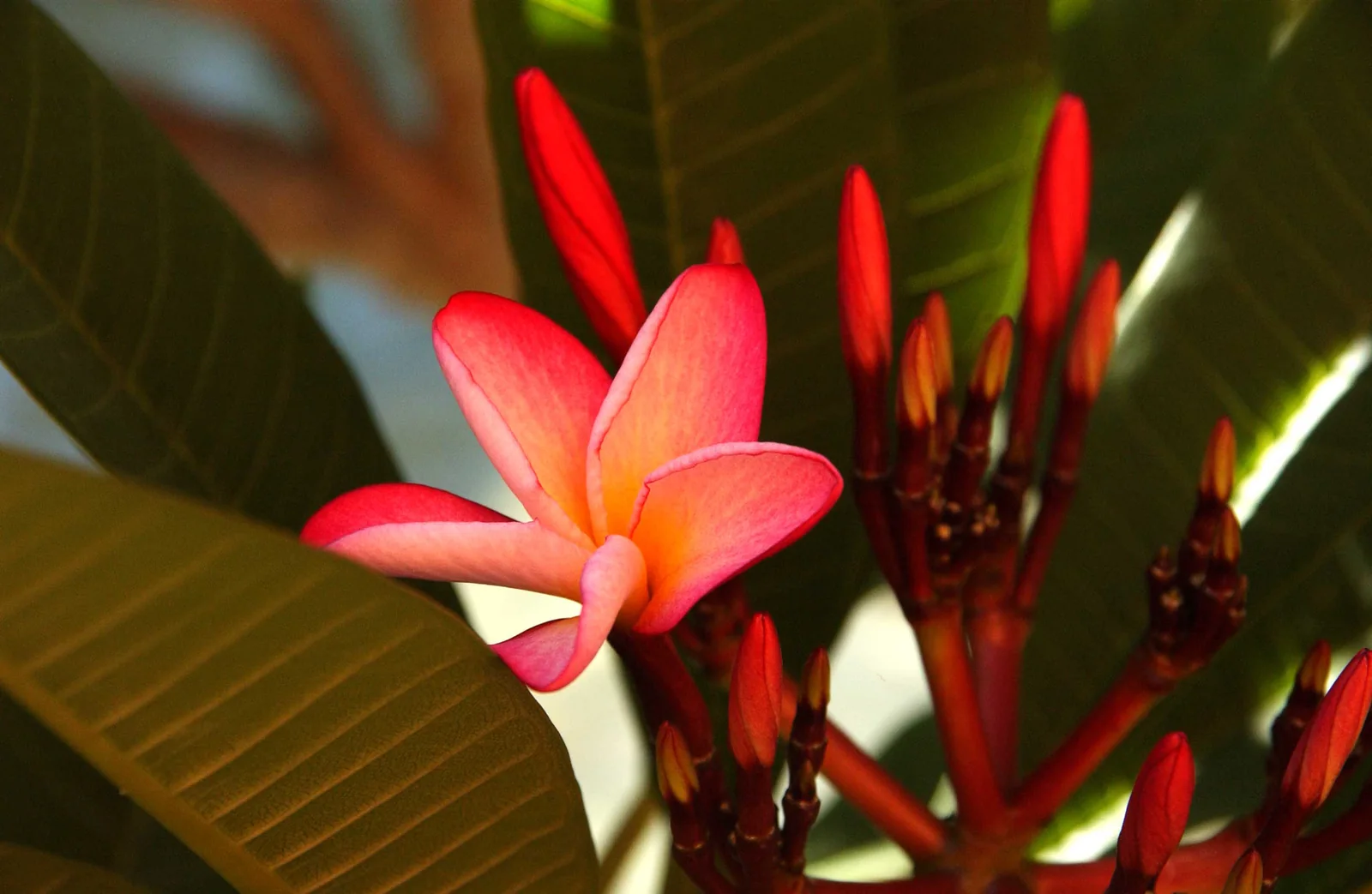 Rote Frangipani-Blüte